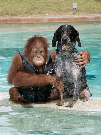 An orangutan and a dog hanging out by a pool
