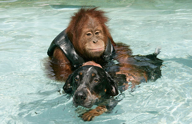 An orangutan and a dog swimming together