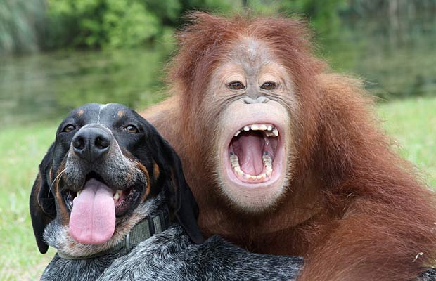 An orangutan and a dog smiling together