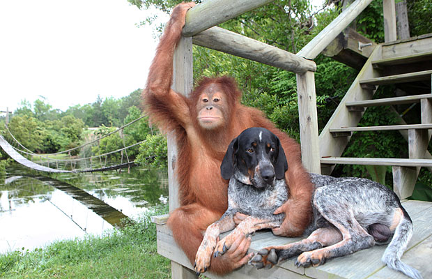 An orangutan and a dog hanging out on a gymboree