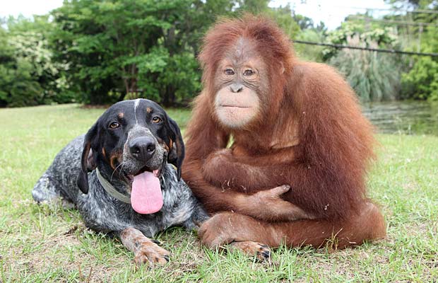 An orangutan and a dog sitting together